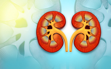Human kidney cross section on scientific background. 3d illustration