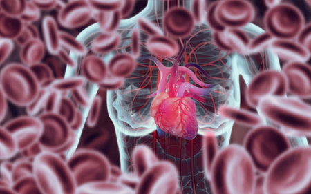 Anatomy of female body with heart. 3d illustration