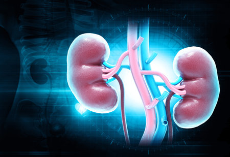 Anatomy of the kidney. Adult kidneys. 3d illustrationの写真素材