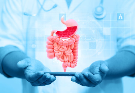 Doctor's hand shows human digestive system on medical background. 3d illustrationの写真素材