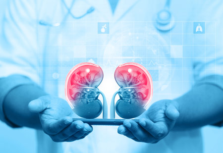 Nephrologist listens to the kidneys on medical background. 3d illustrationの写真素材