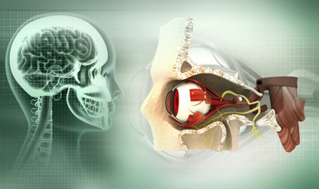 Human eye anatomy. Inner structure. 3d illustrationの写真素材