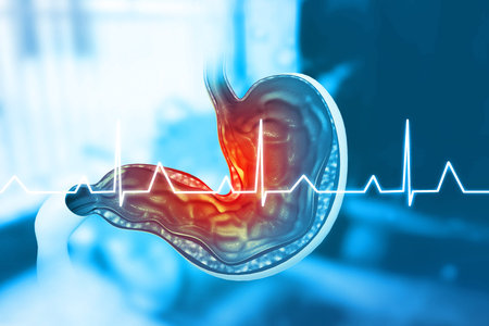 Human stomach cross section on medical blurred background. 3d illustration