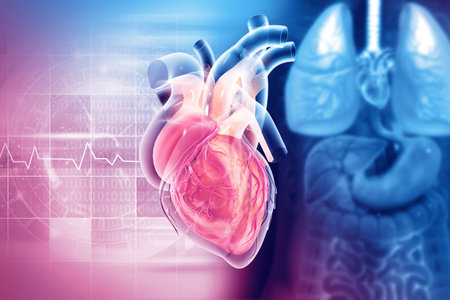 Human heart anatomy structure, 3d illustrationの写真素材