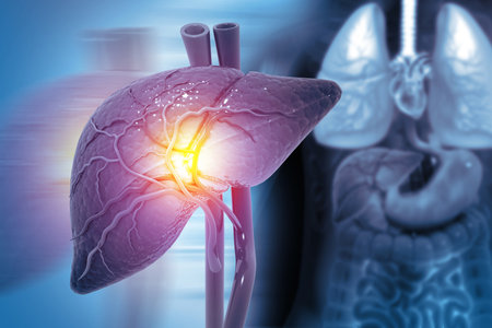 Human liver anatomy structure, 3d illustrationの写真素材