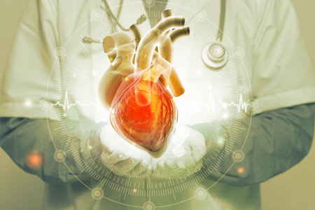 Anatomy of human heart. Medical appointment with a doctor. Pain, attack, disease in the heart system. 3d illustrationの写真素材