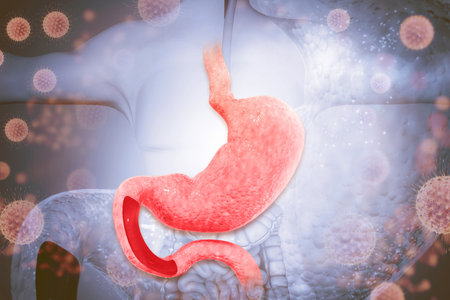 Human stomach on medical background, stomach disease, 3d illustrationの写真素材