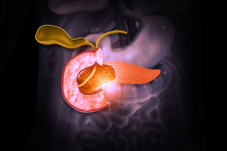 Anatomy of human pancreas. 3d illustrationの写真素材