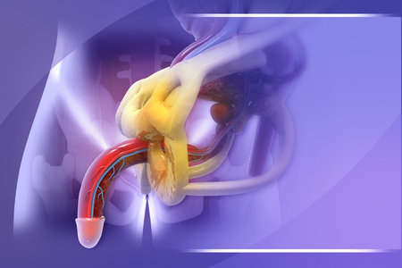 Anatomy of the male reproductive system. 3d illustrationの写真素材