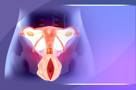 Anatomy of Female reproductive system. 3d illustrationの写真素材
