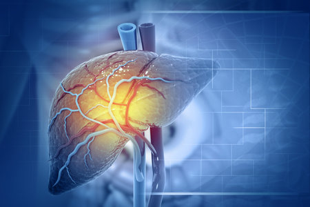 Human liver anatomy structure, 3d illustrationの写真素材