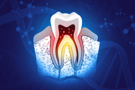 Dental tooth structure. Cross section of human tooth on scientific background. 3d illustrationの写真素材