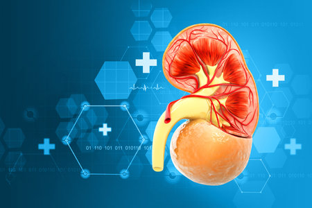 Human kidney medical diagram with a cross section, inner organ with arteries and adrenal gland, 3d...