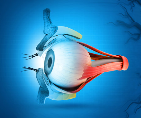 Human eye anatomy. Inner structure. 3d illustrationの写真素材