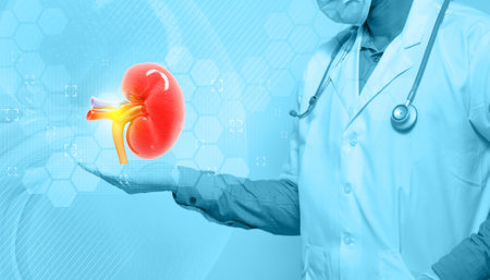 Doctor urologist shows kidneys on medical background. Kidney care concept. 3d illustrationの素材