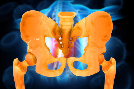 Bones of the pelvis and hip. 3d illustrationの素材