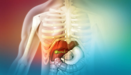 Human liver anatomy structure, 3d illustration