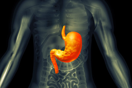 Human stomach anatomy. 3d illustration