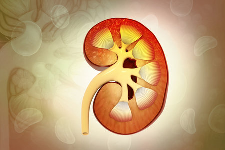 Human Urinary System Kidneys Anatomy. 3d illustrationの写真素材