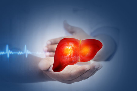 Doctor's hand shows human liver on scientific background. Diseased liver. 3d illustrationの写真素材