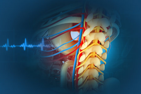 Human spine on blurred medical background. 3d illustrationの写真素材