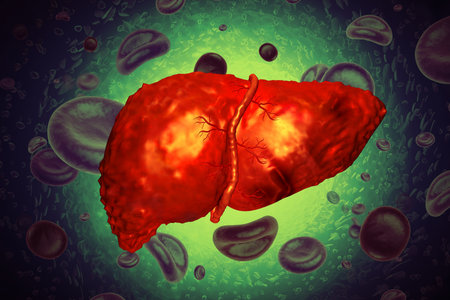 Liver damage such as Fatty liver, Fibrosis, Cirrhosis, and Liver cancer. 3d illustrationの写真素材