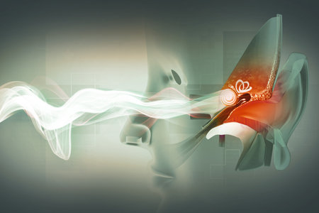 The anatomical structure of the human ear, sound wave and ear with middle ear, otitis, auditory canal, ear pain, auditory canal and cochlea nerve, 3d illustrationの写真素材