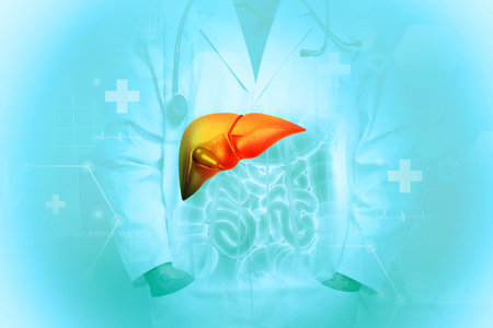 Human liver anatomy on scientific background. 3d illustrationの写真素材