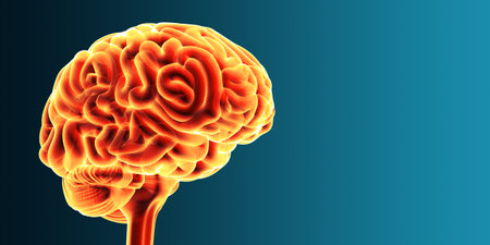 Human brain anatomy. 3d illustration