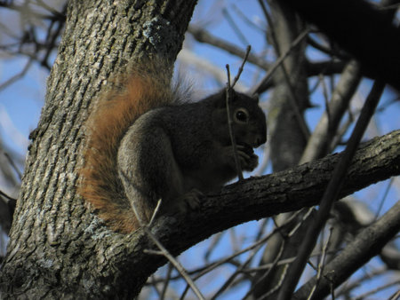 Squirrell with walnut