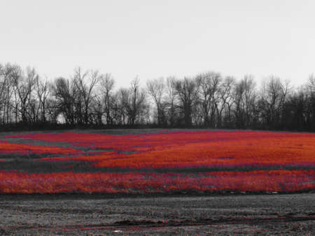 treeline on farm in winter, missouriの写真素材