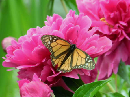 Butterfly on red floweraの写真素材
