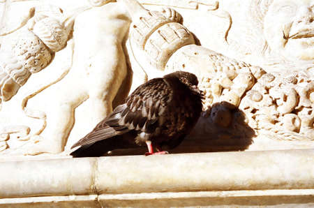 A pigeon at Castel Nuovo (Maschio Angioino) in Naples, Italyの写真素材