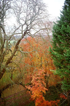 Trees at Windsor Castle in Windsor, Englandの写真素材