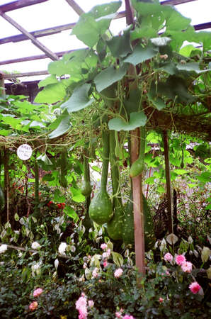 Winter melon at Cameron Highlandsの写真素材