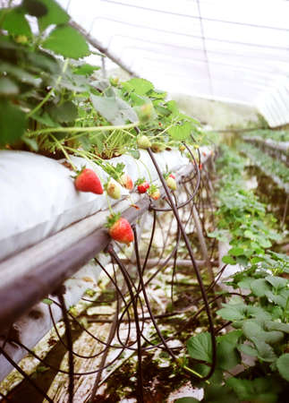 Strawberries at Cameron Highlandsの写真素材
