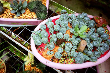 Cactus at the Cactus Garden in Cameron Highlandsの写真素材