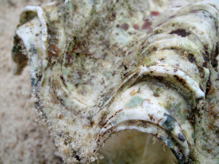 Oyster Close up                             