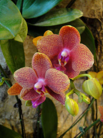 Orchid                                 の写真素材