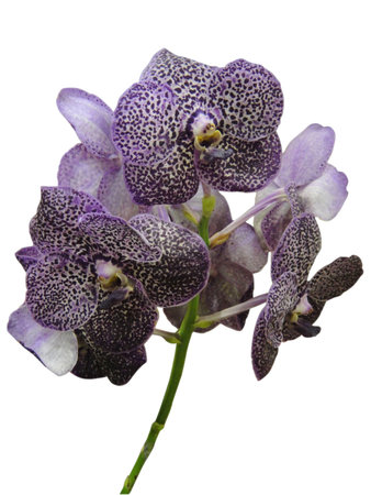 Orchid                                 