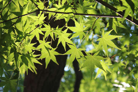 Green maple leaves at Rear Garden of Changdeokgung Palace in Seoul, South Korea の写真素材