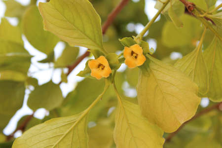 Yellow flowers on the fruit tree in gardenの写真素材