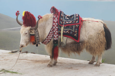 A shaggy white yak in traditional apparel at Yamdrok Lake, Tibet, Chinaの写真素材