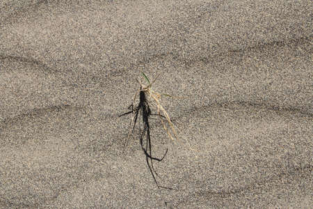 Grass in sand dunes near Tingri on the way to Everest Base Camp, Tibet, Chinaの写真素材