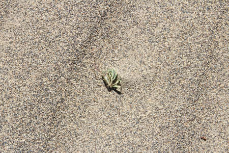 Grass in sand dunes near Tingri on the way to Everest Base Camp, Tibet, Chinaの写真素材