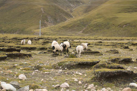 A group of white pashmina goats white the green grassland in Tibet, Chinaの写真素材