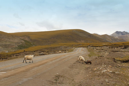 Three of white pashmina goats on the dirt road in Tibet, Chinaの写真素材
