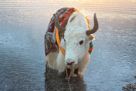View of the sunset with white yak at Namtso lake in Tibet, Chinaの写真素材