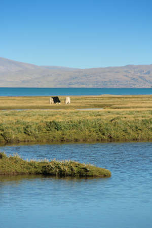 Beautiful grasslands with yaks, Namtso Lake, Tanggula Mountains and blue sky in Tibet, Chinaの写真素材
