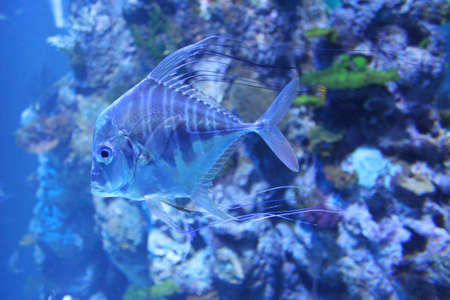 A beautiful Lookdown Selene vomer in the aquariumの写真素材